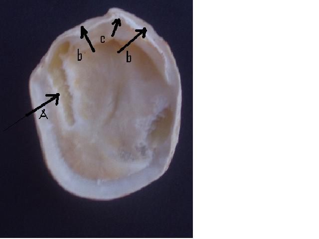 Megaxinus ellipticus (Borson, 1825) - Loc. Pagliana